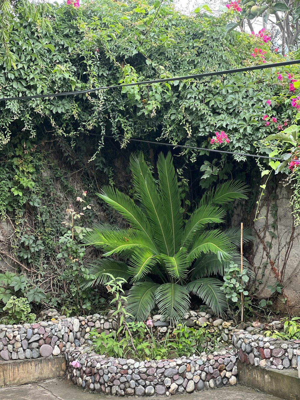 Una planta verde en un jardín