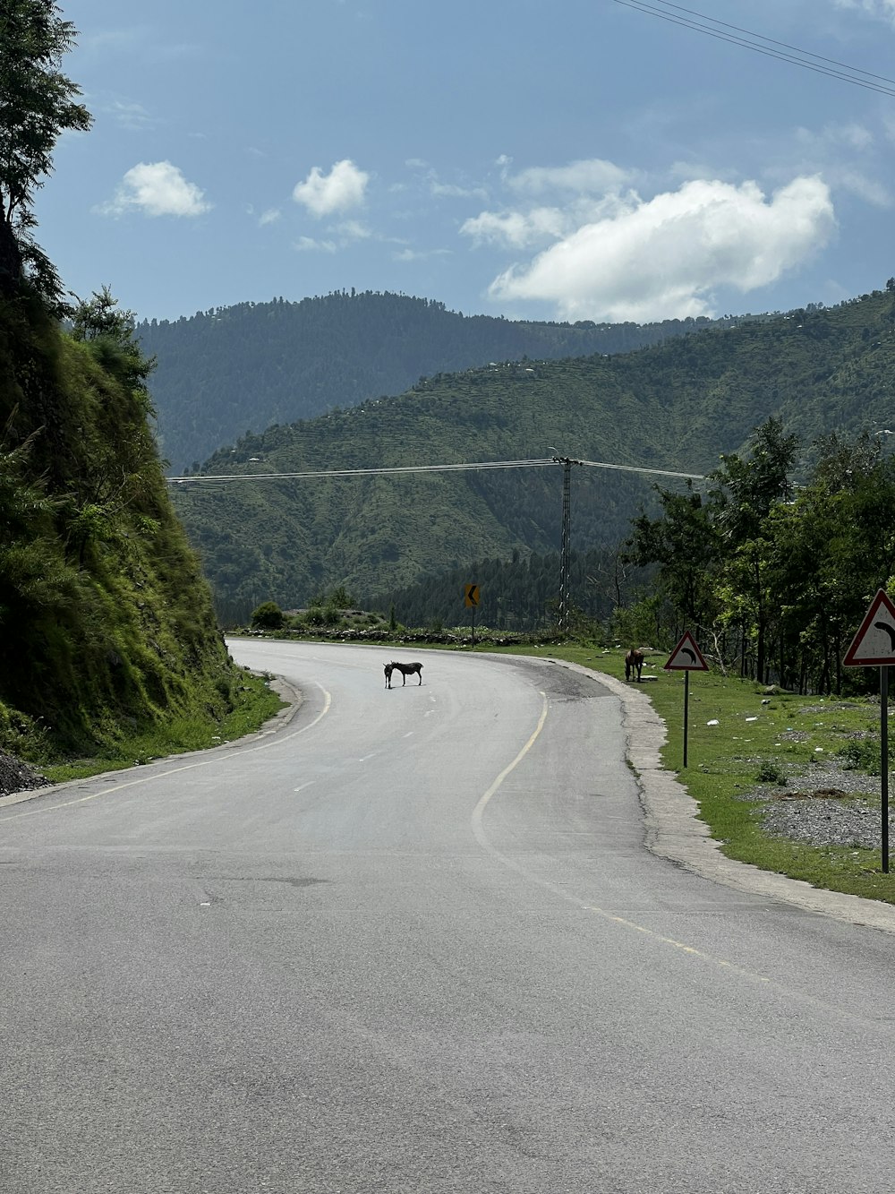 a dog walking on a road