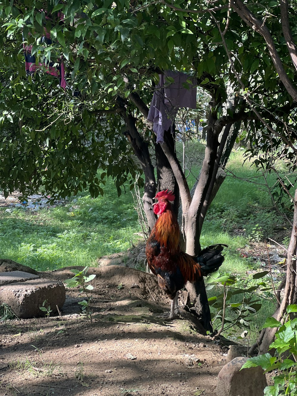 Un gallo parado en la tierra cerca de los árboles