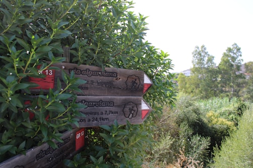 Close-up of a guide pointing out native plants during a forest trail walk.