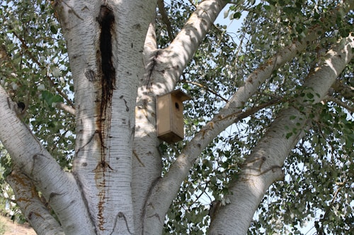 A wooden birdhouse is attached to the trunk of a large birch tree. The tree features prominent white bark with dark, textured markings. Green leaves surround the trunk, creating a dense canopy with patches of sunlight filtering through.