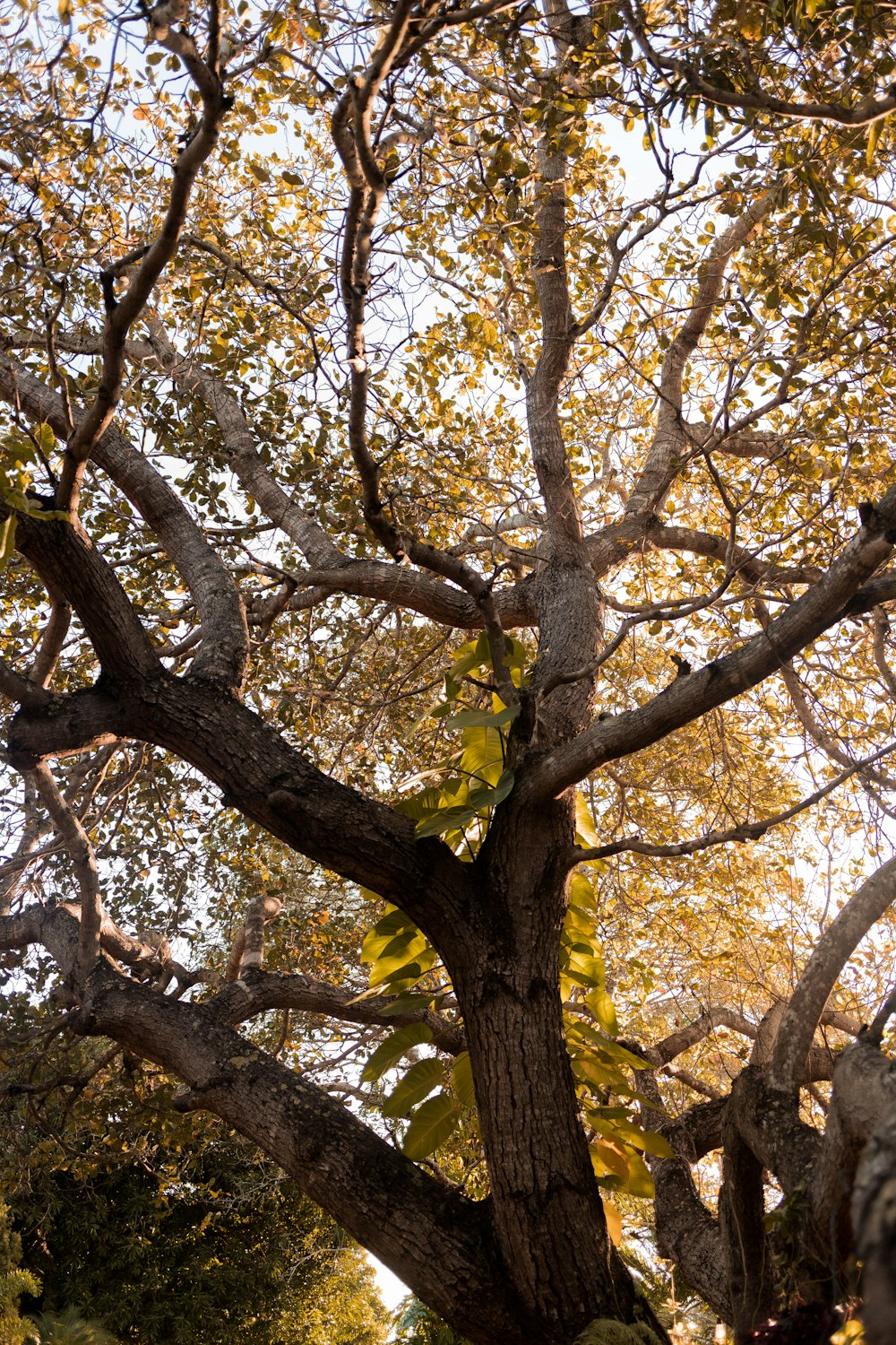 a tree with yellow leaves