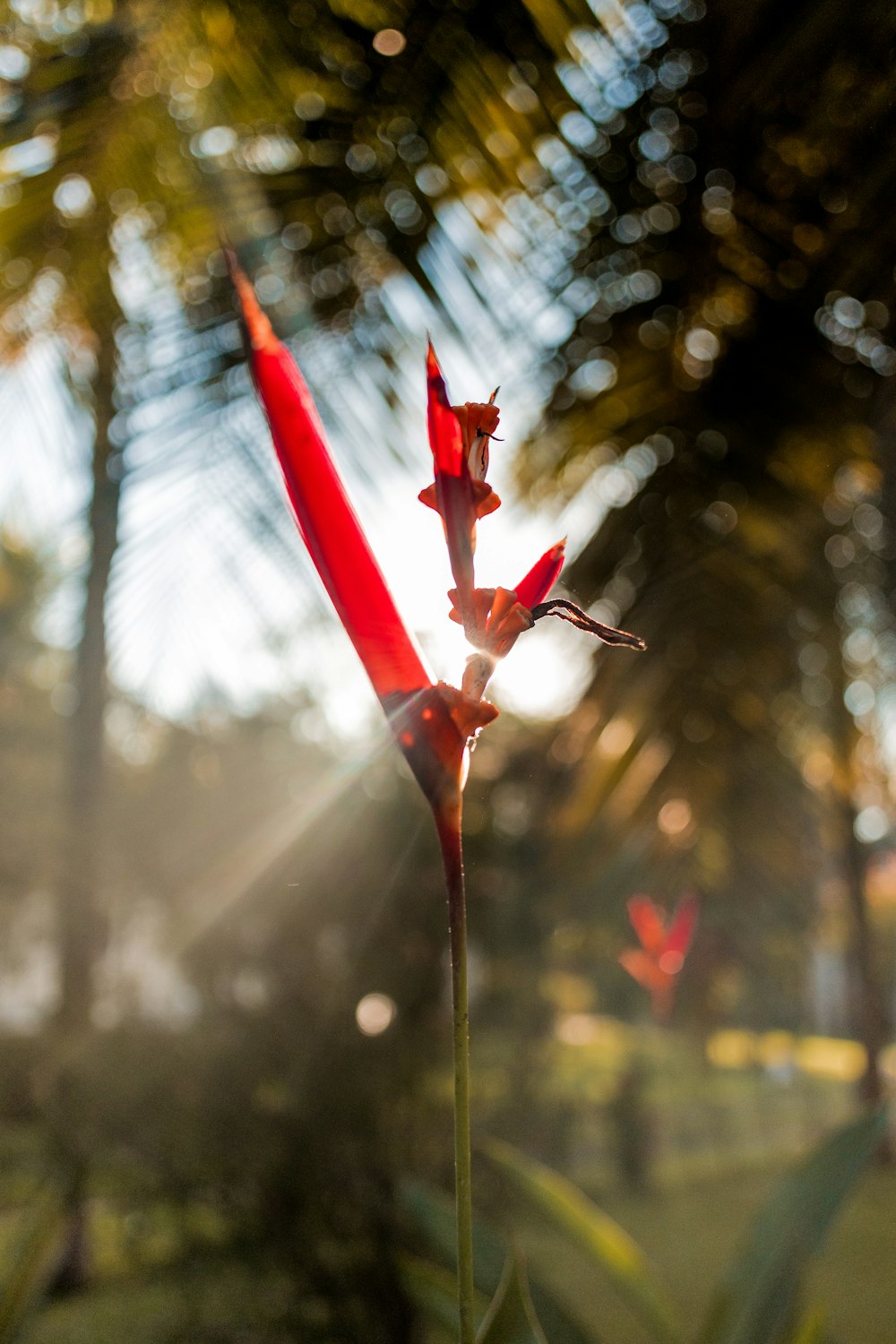 a red flower with a stem