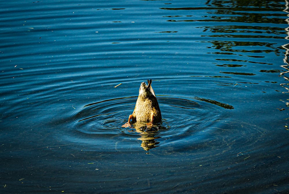 a seal swimming in water