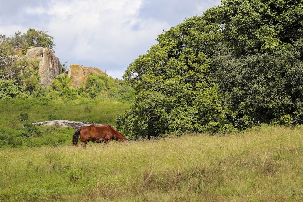 a horse grazing in a meadow