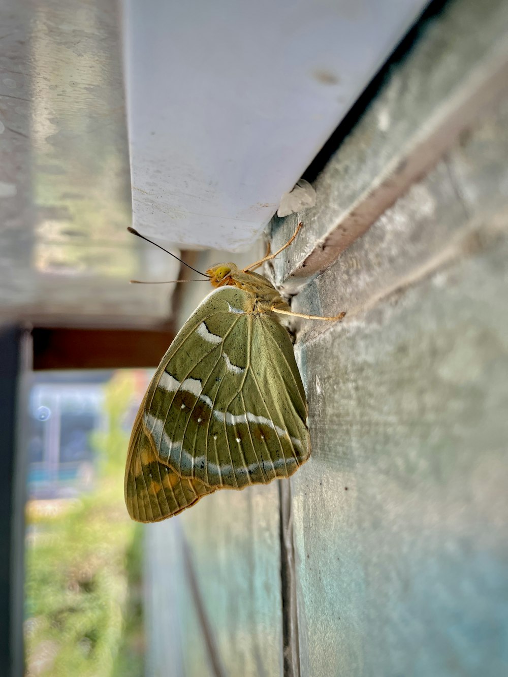 a moth on a wall