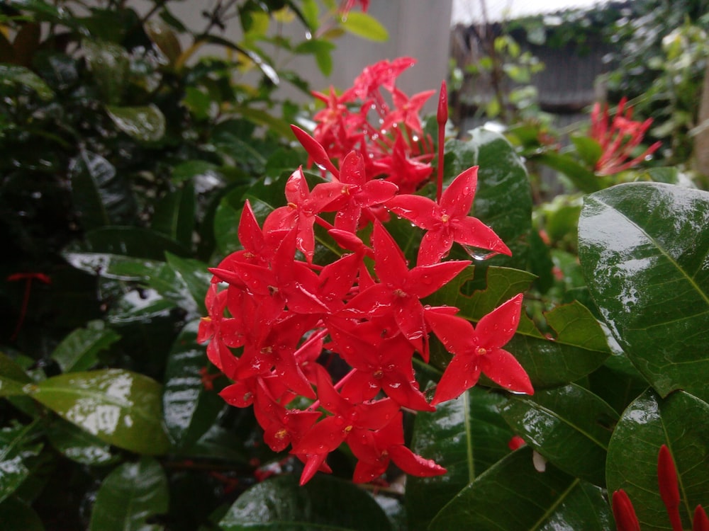 a close up of a red flower