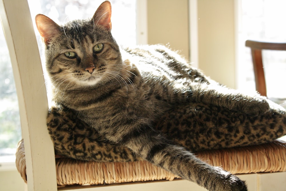 a cat sitting on a chair