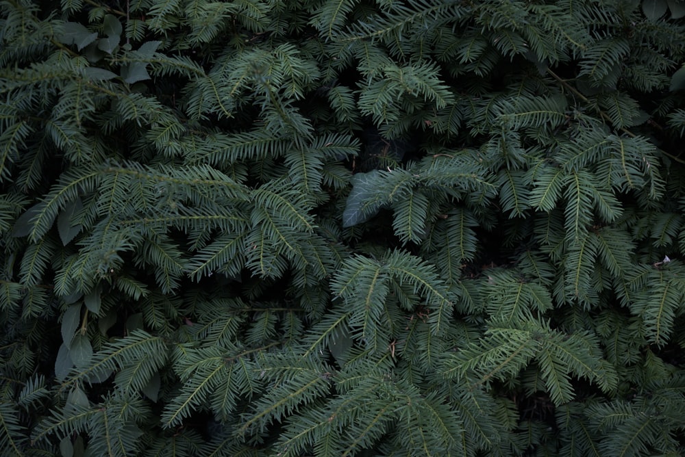 a close-up of some plants