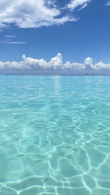 a large body of water with fish in it