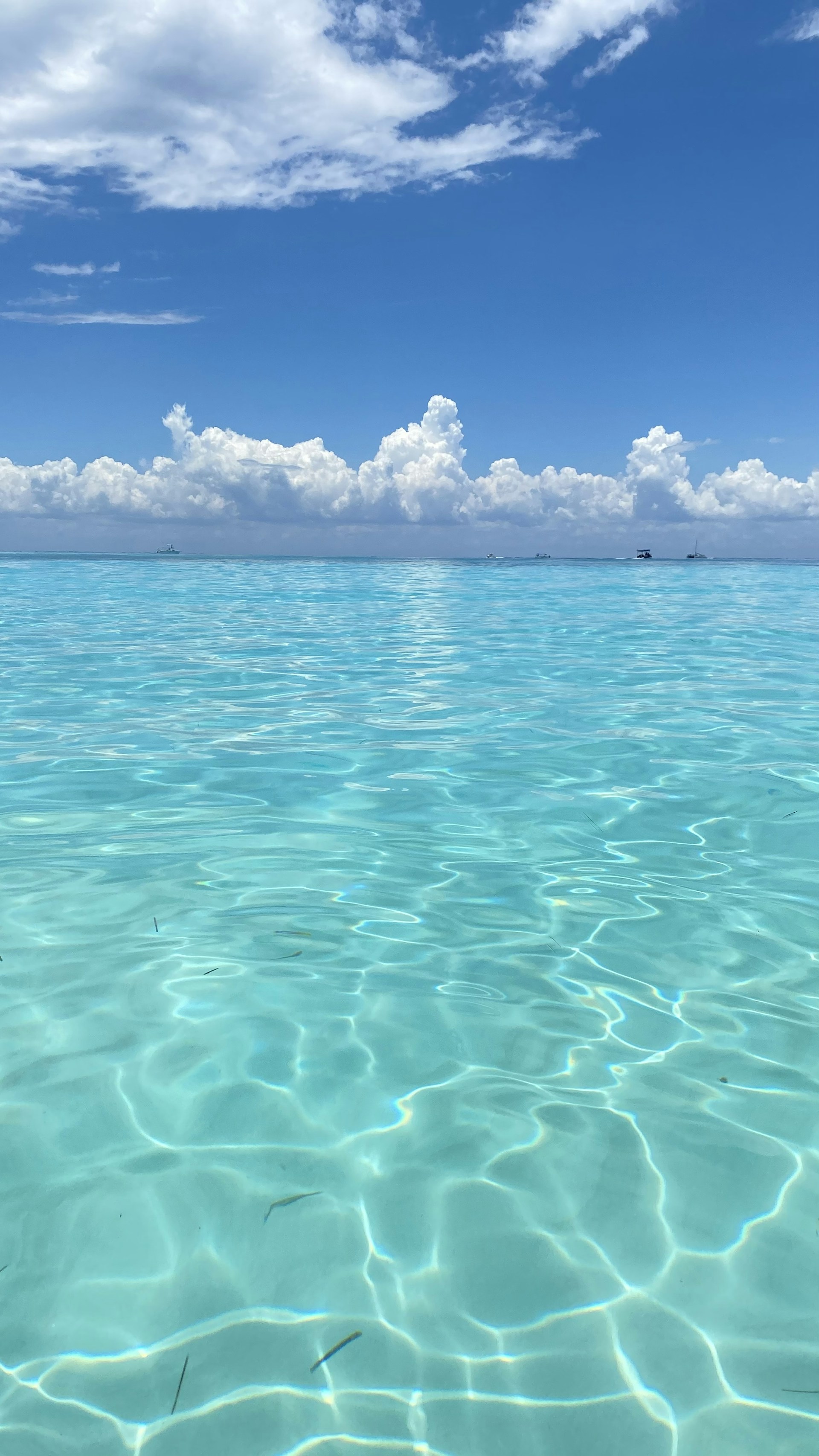 a large body of water with fish in it