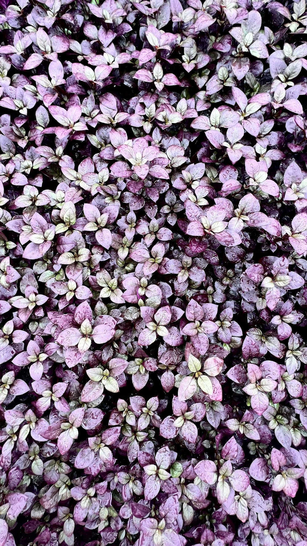 a group of flowers