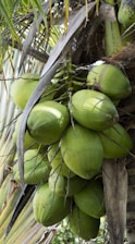 a group of green fruit from a tree