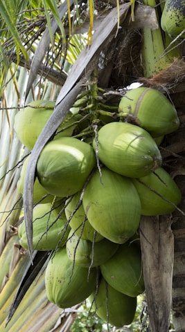 a group of green fruit from a tree