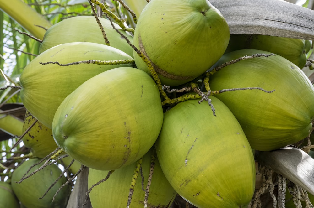 a group of green fruits on a tree