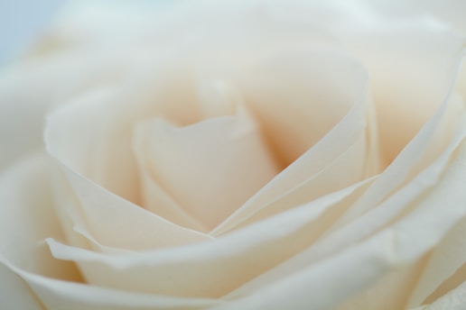 a close up of a white flower