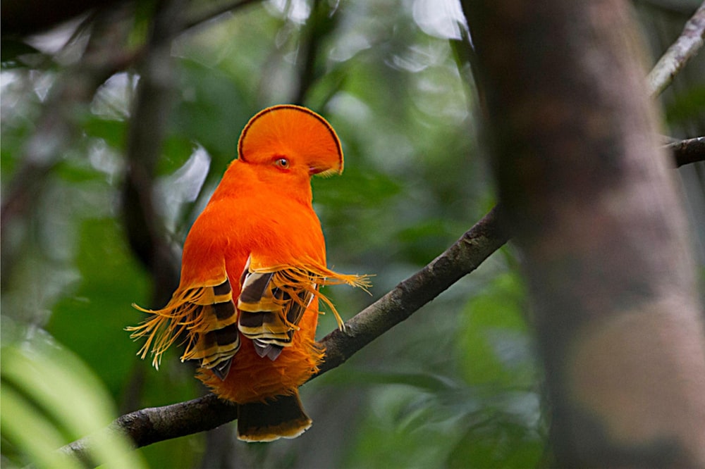 a bird on a branch