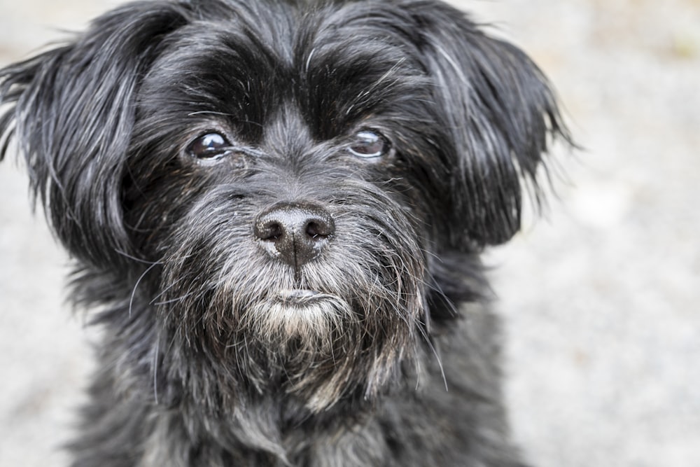 Ein schwarz-weißer Hund