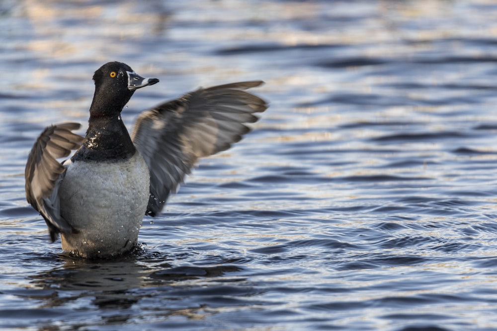 a couple of birds sit in the water