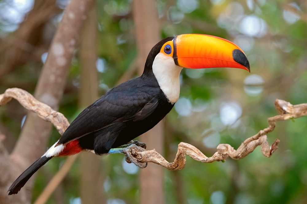 un uccello con un becco arancione