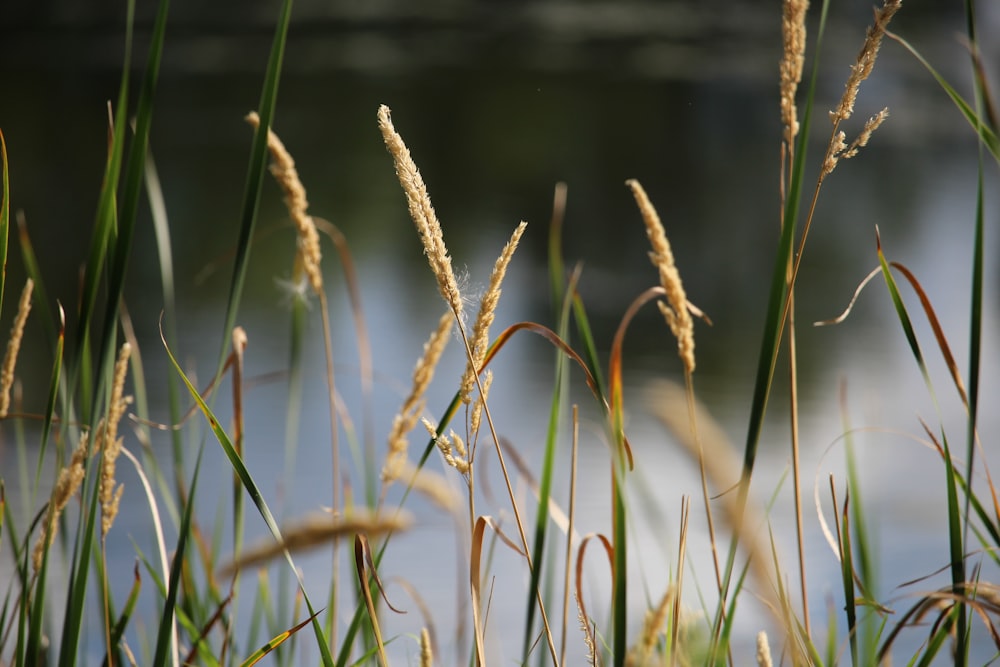 close up of wheat