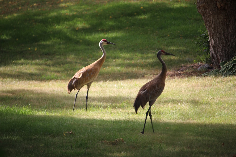 a couple of birds walking on grass