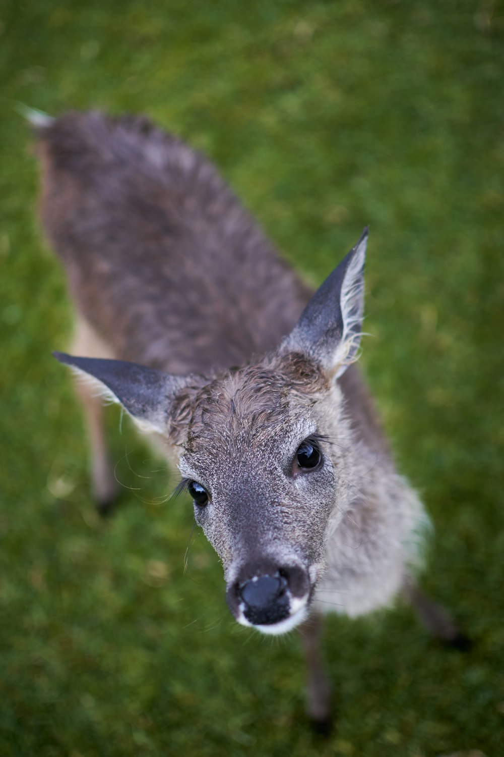 a deer with large antlers