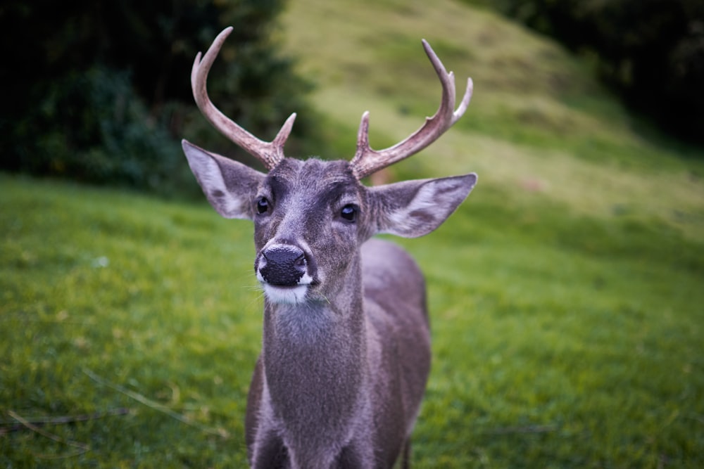a deer with antlers
