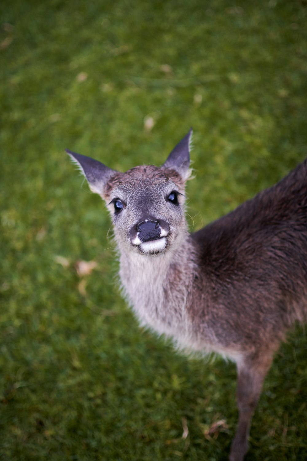 a deer standing in grass