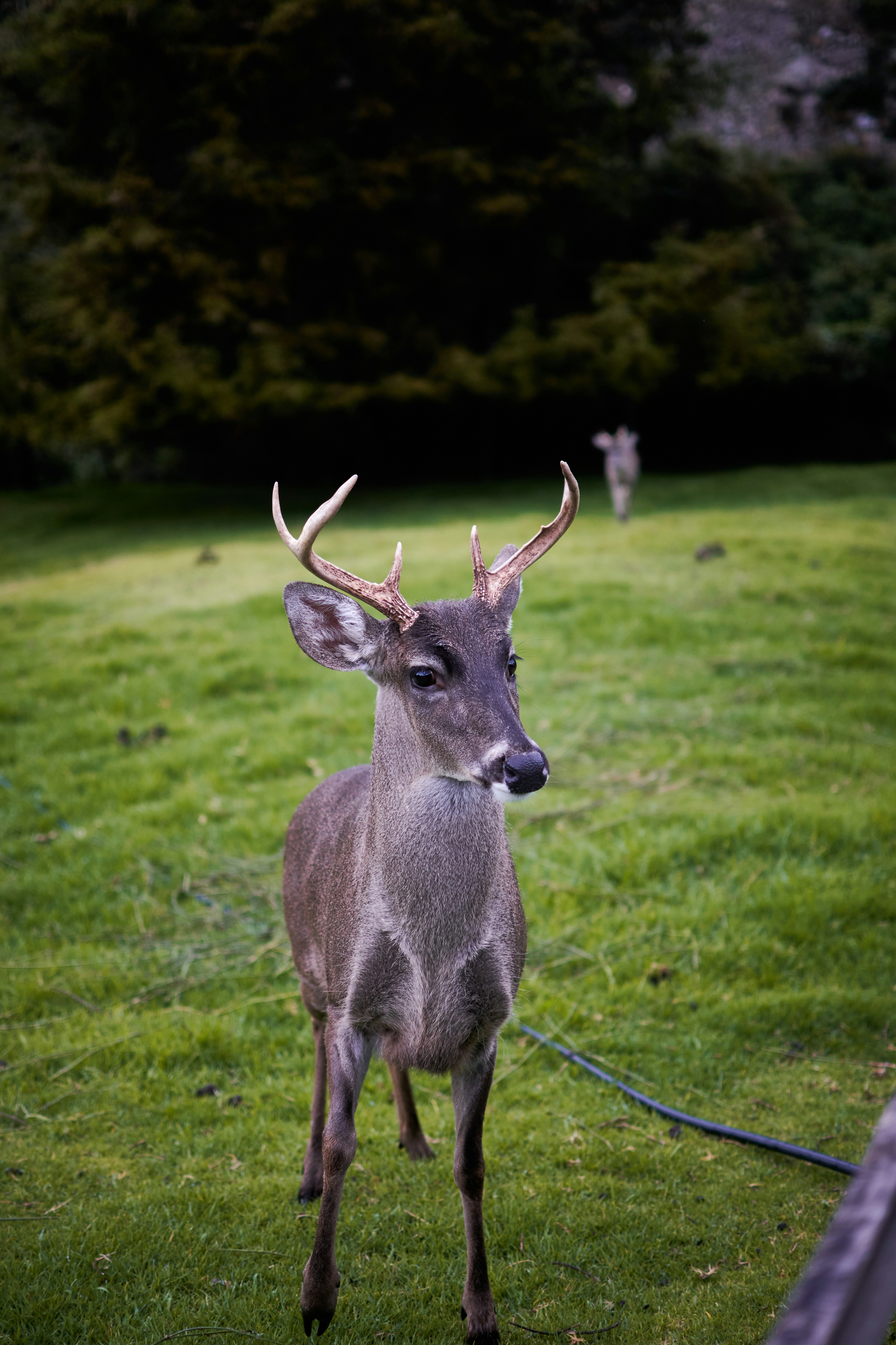 Ein Hirsch mit Geweih steht auf einem grasbewachsenen Feld