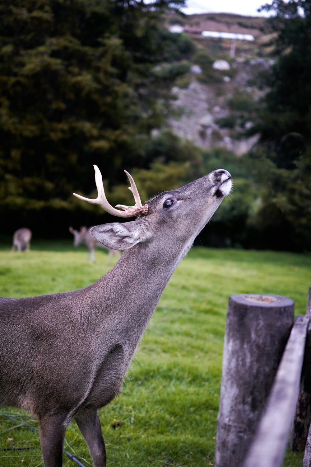 a deer with antlers in a grassy field