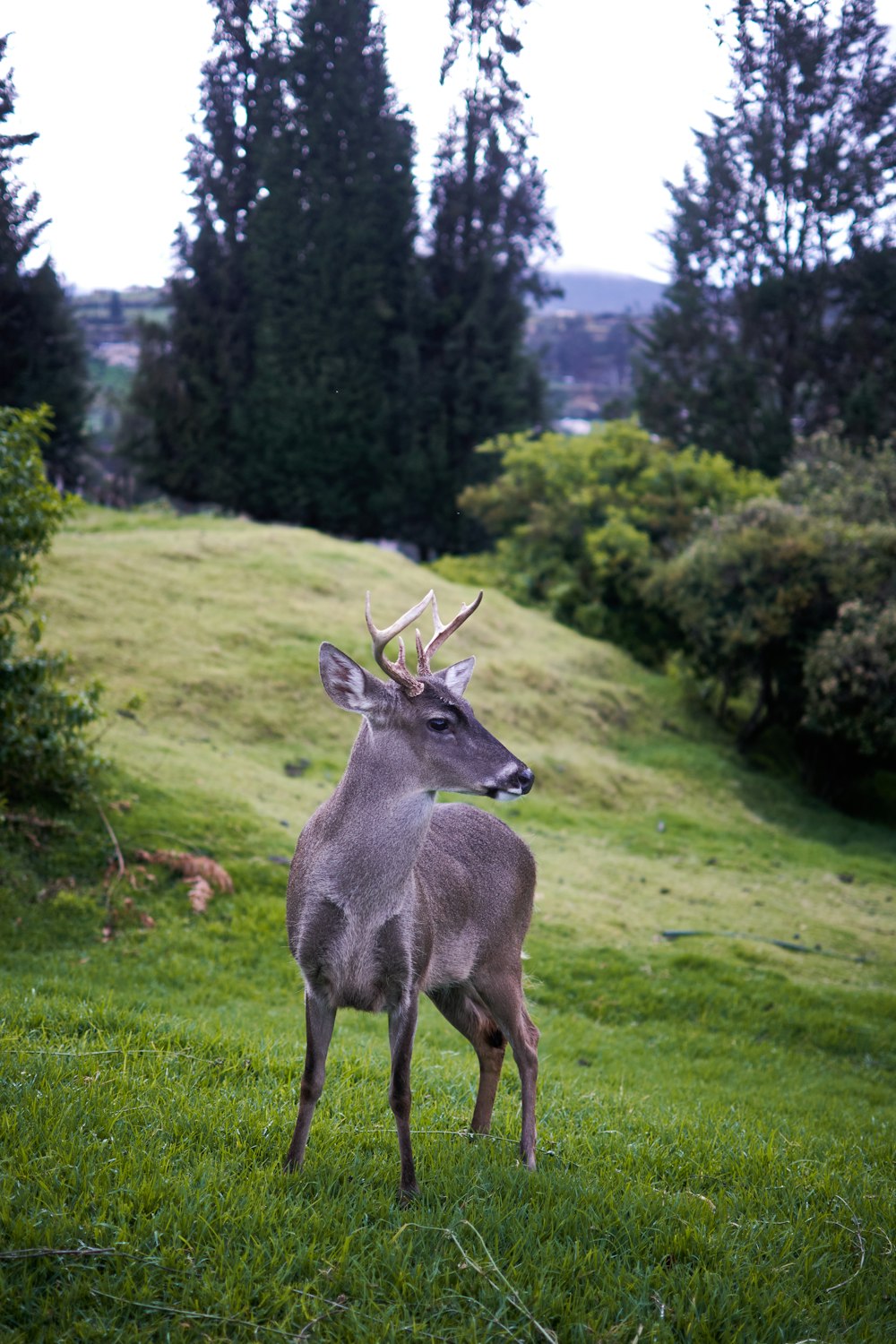 a deer standing in a grassy area