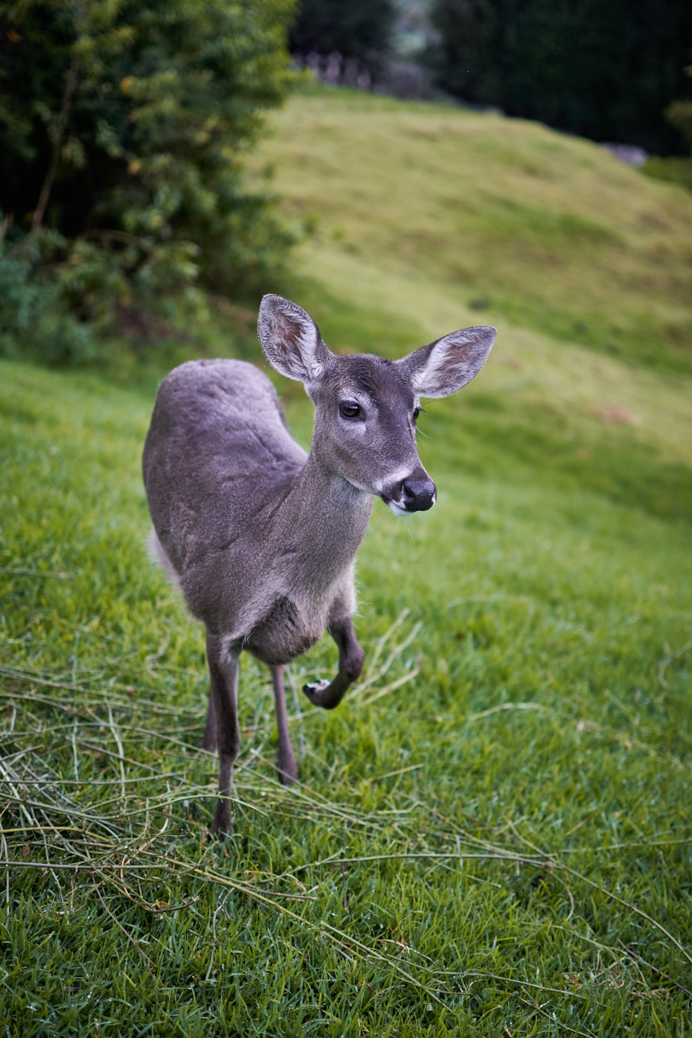 a deer standing in a grassy area