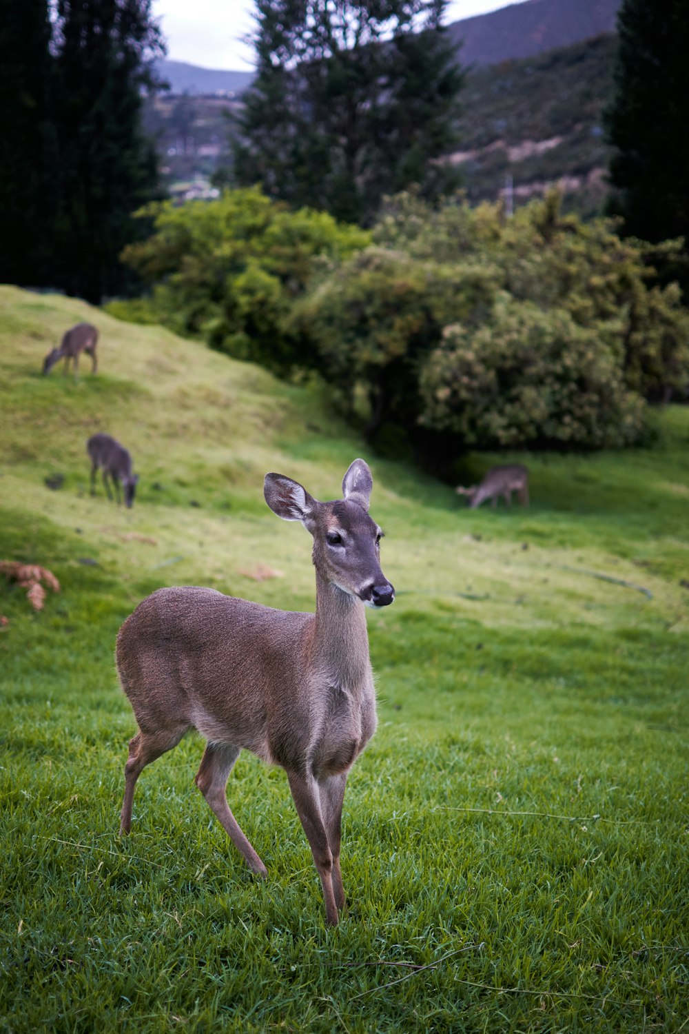 a group of deer in a grassy field