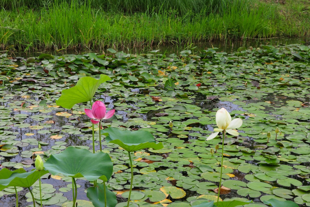 a group of flowers in a pond