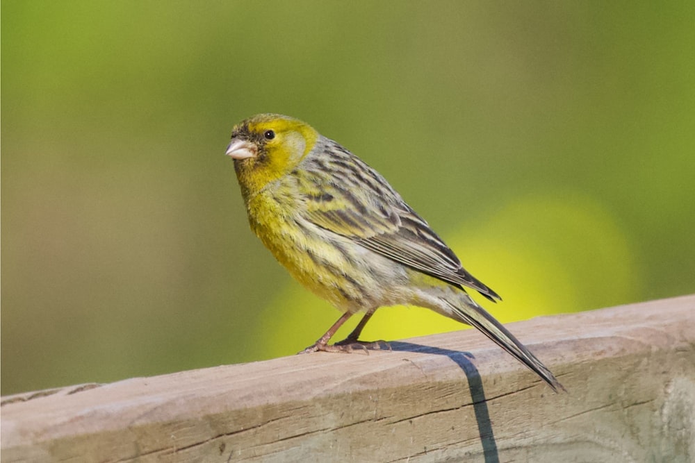 a bird standing on a wood surface