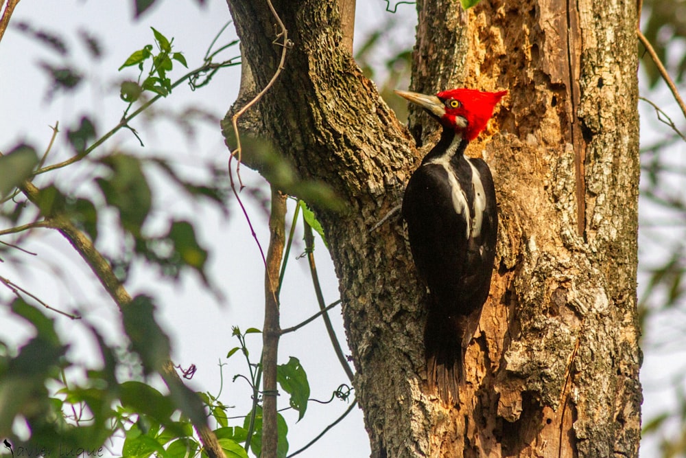 a bird on a tree