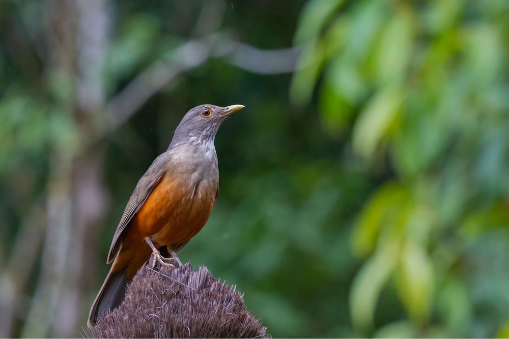 a bird perched on a tree