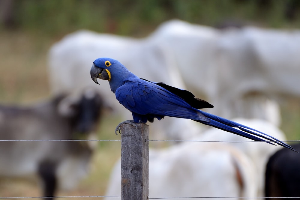 a blue bird on a fence