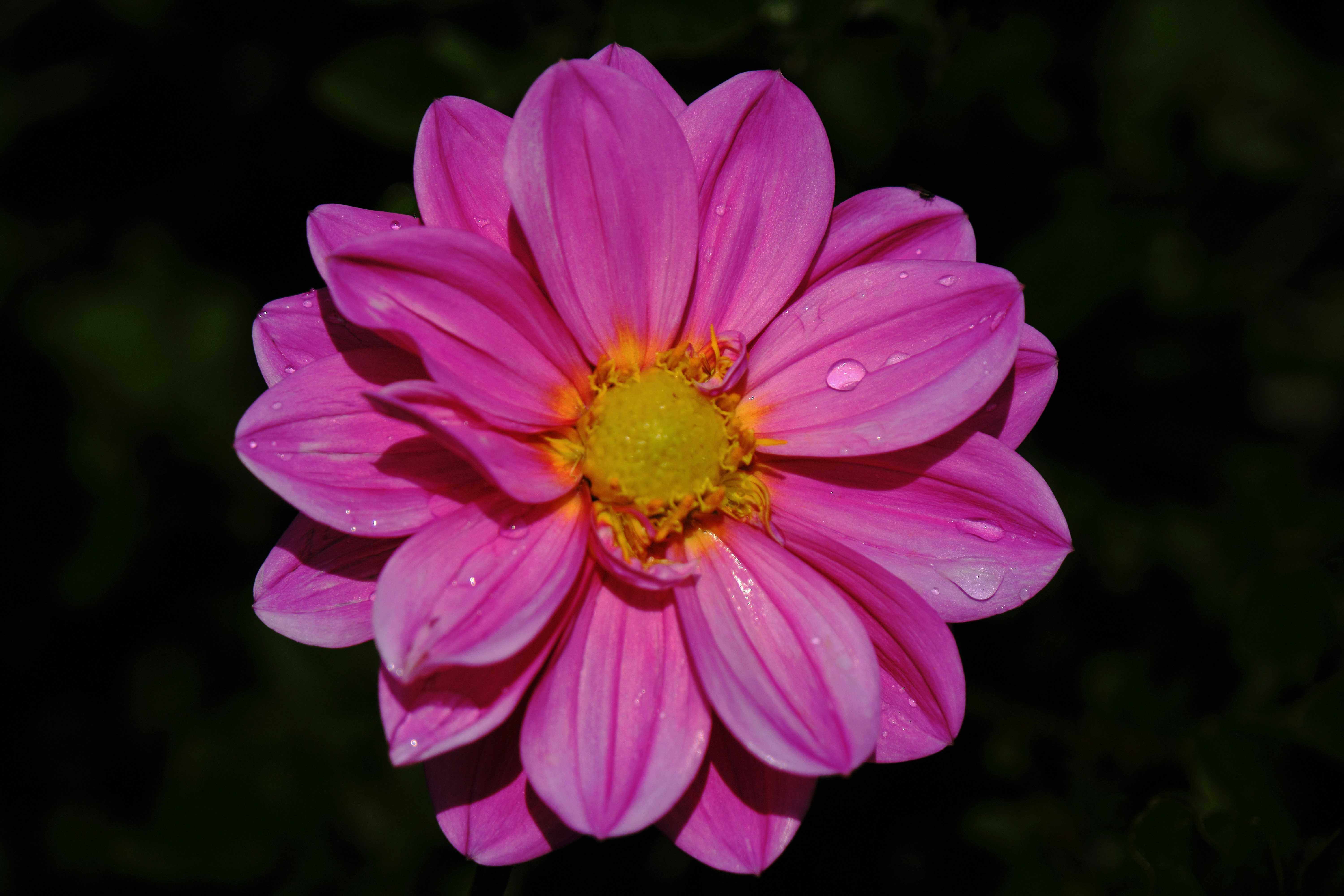 Photo by mrparalloid