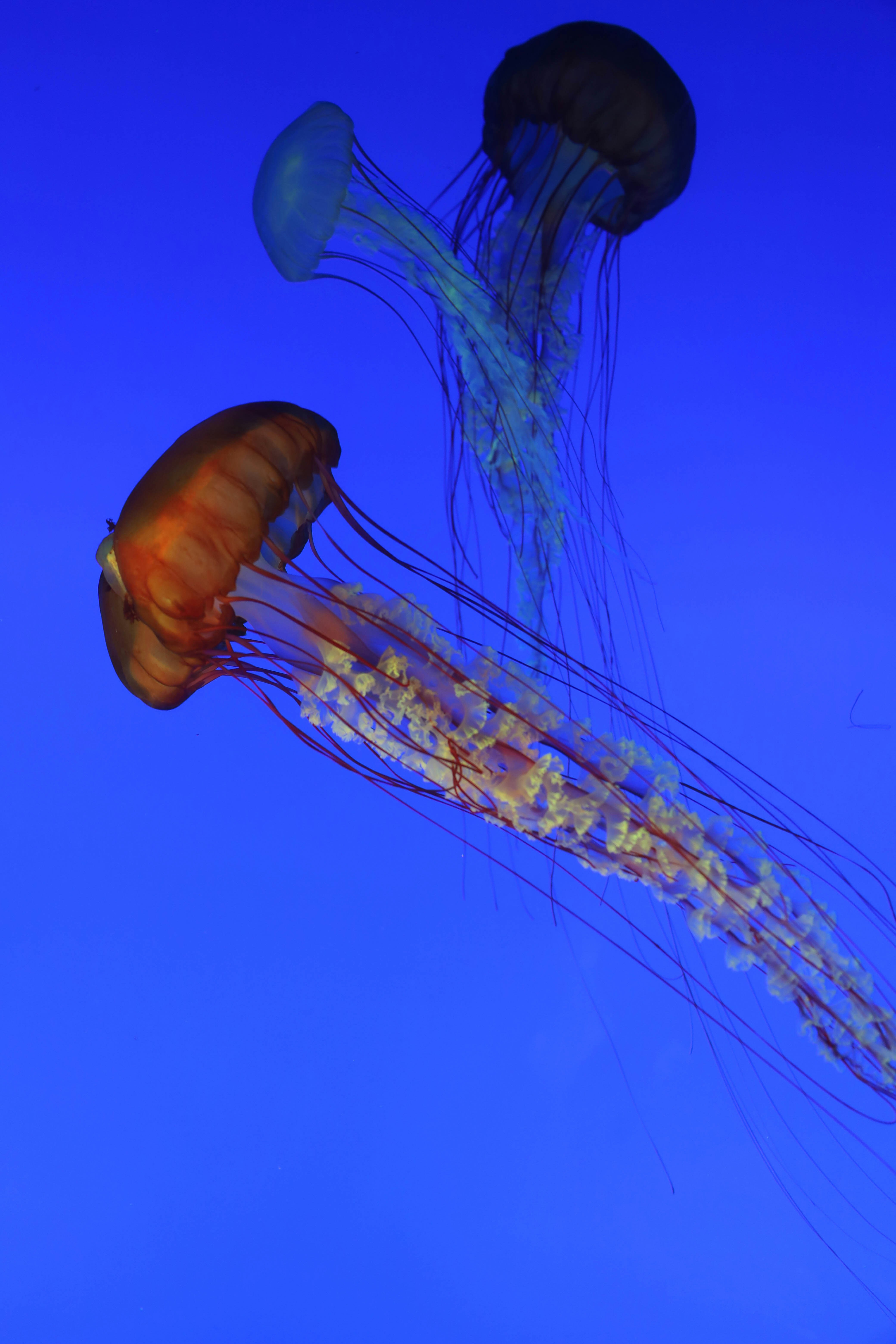 A jellyfish in the water photo – Free Jellyfish Image on Unsplash, image size:3000x4500