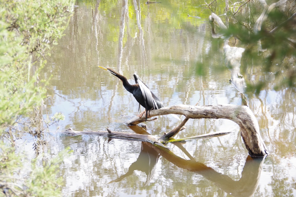 a bird on a tree branch in a body of water