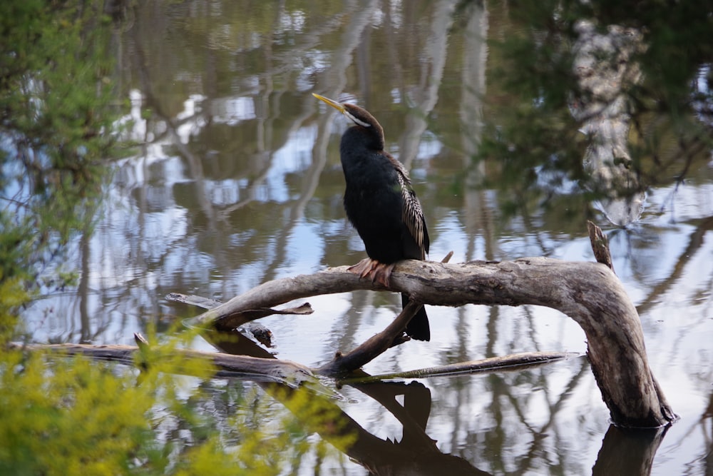 a bird sits on a branch