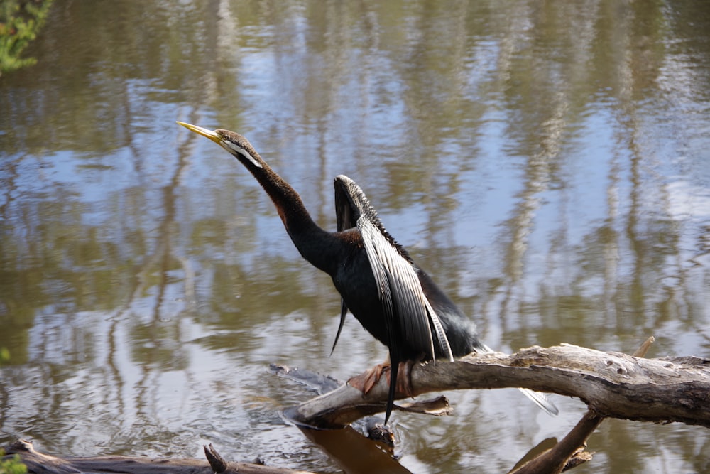 a bird on a tree branch