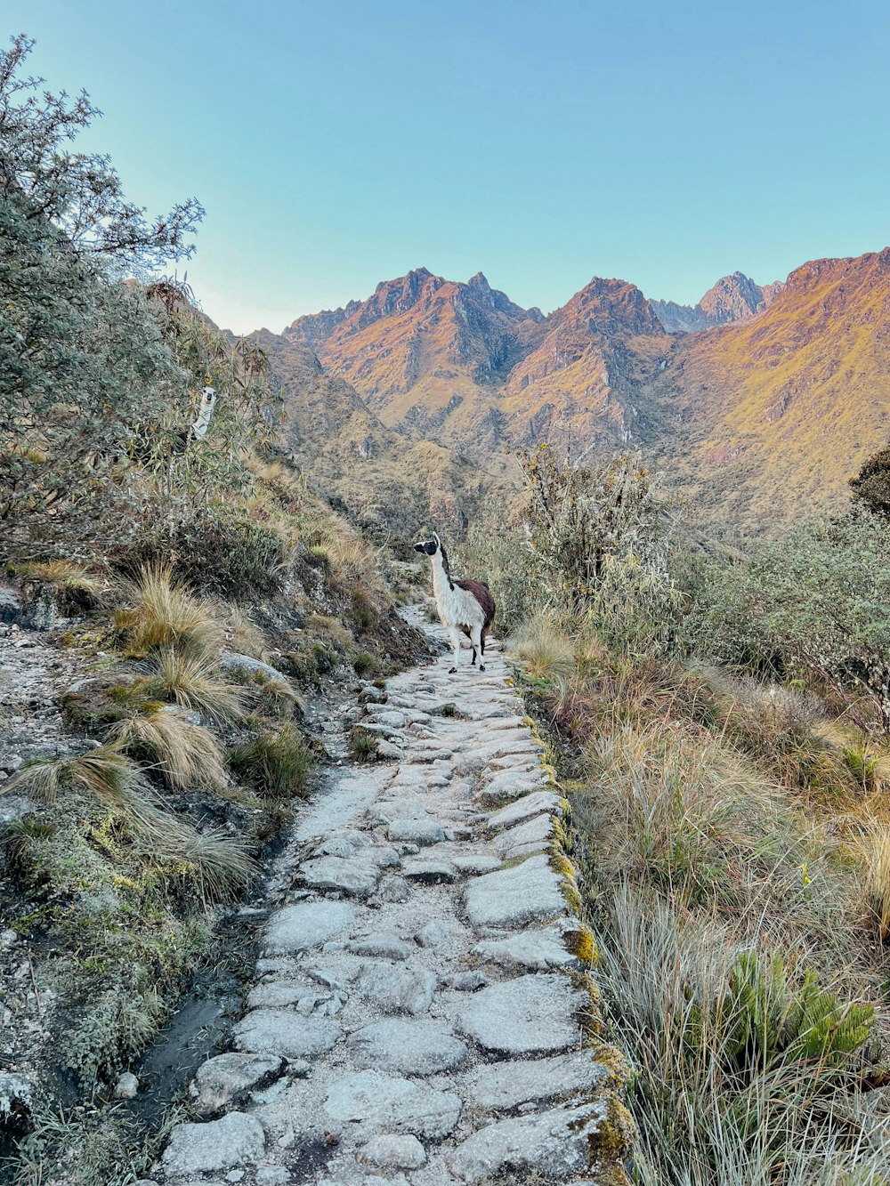 a couple of animals walking on a stone path in the mountains