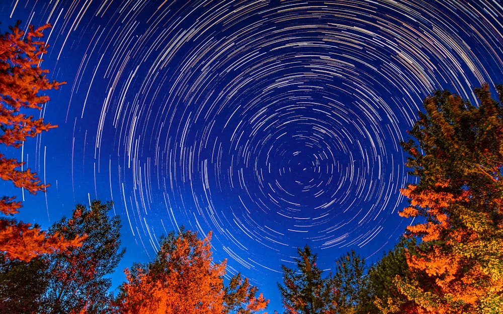 a group of trees with a star in the sky