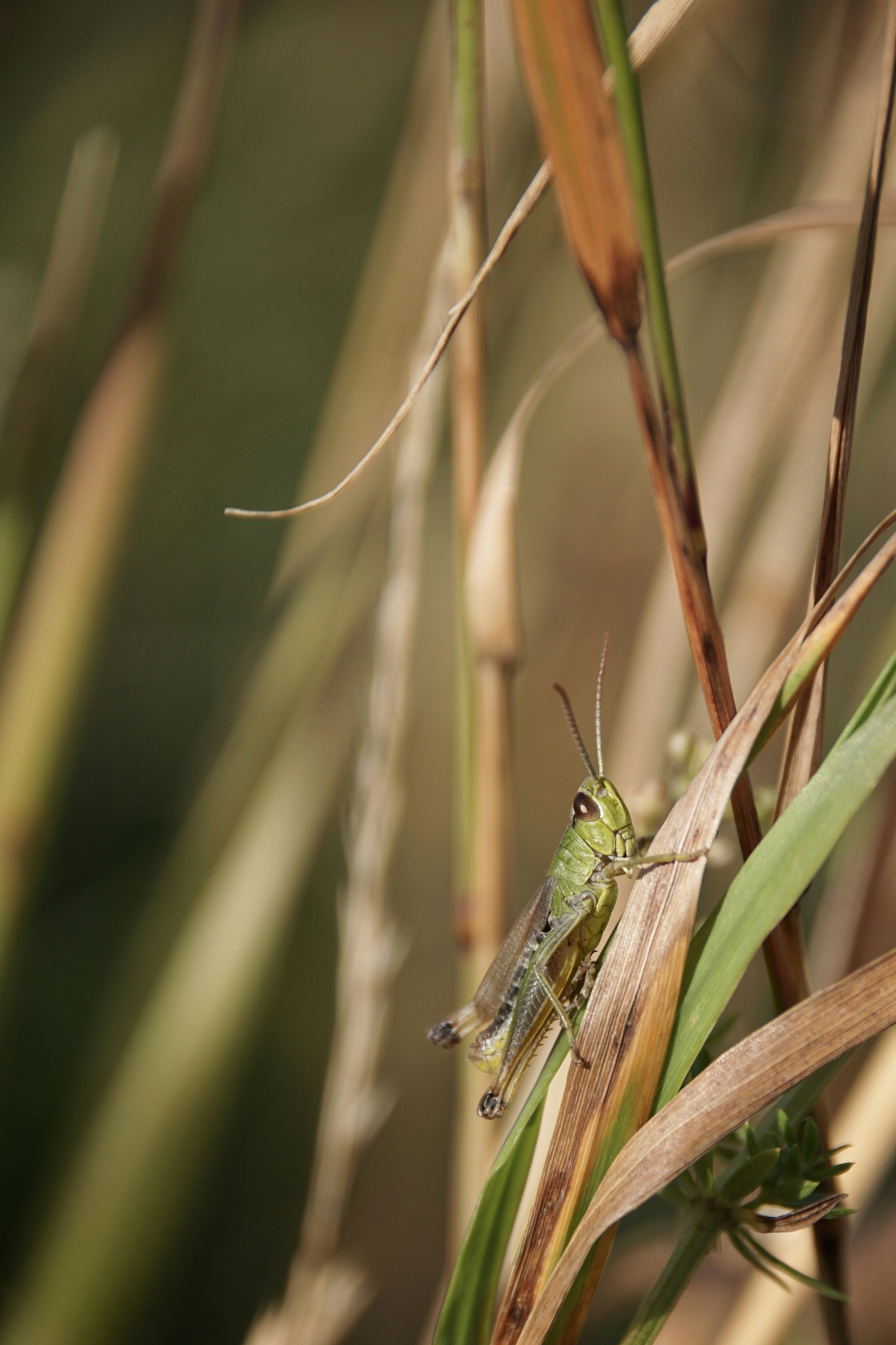 Photo by danielschuh