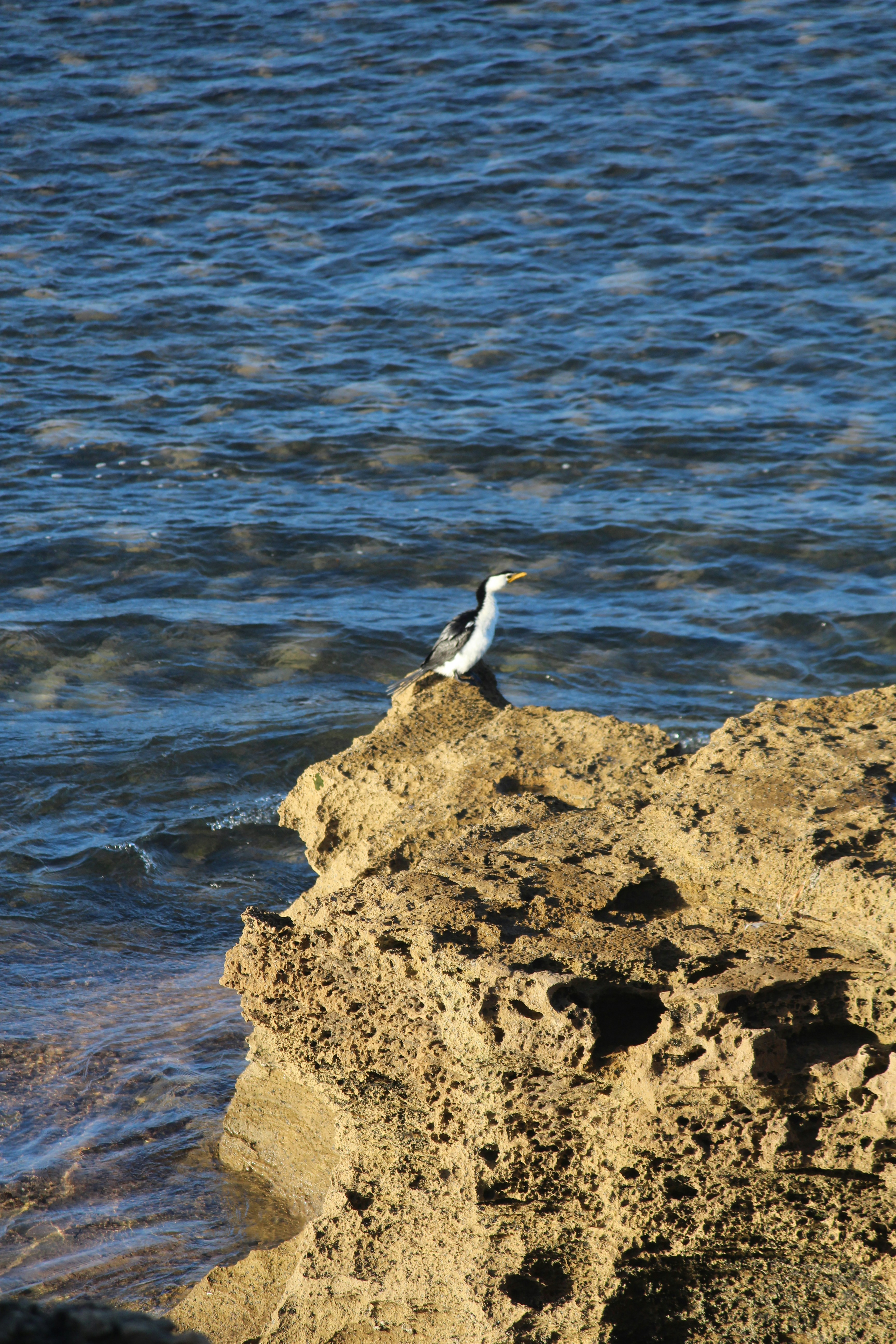 Photo by lisa_heliotropia