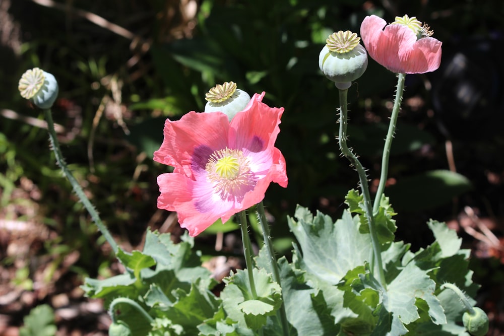 a group of flowers