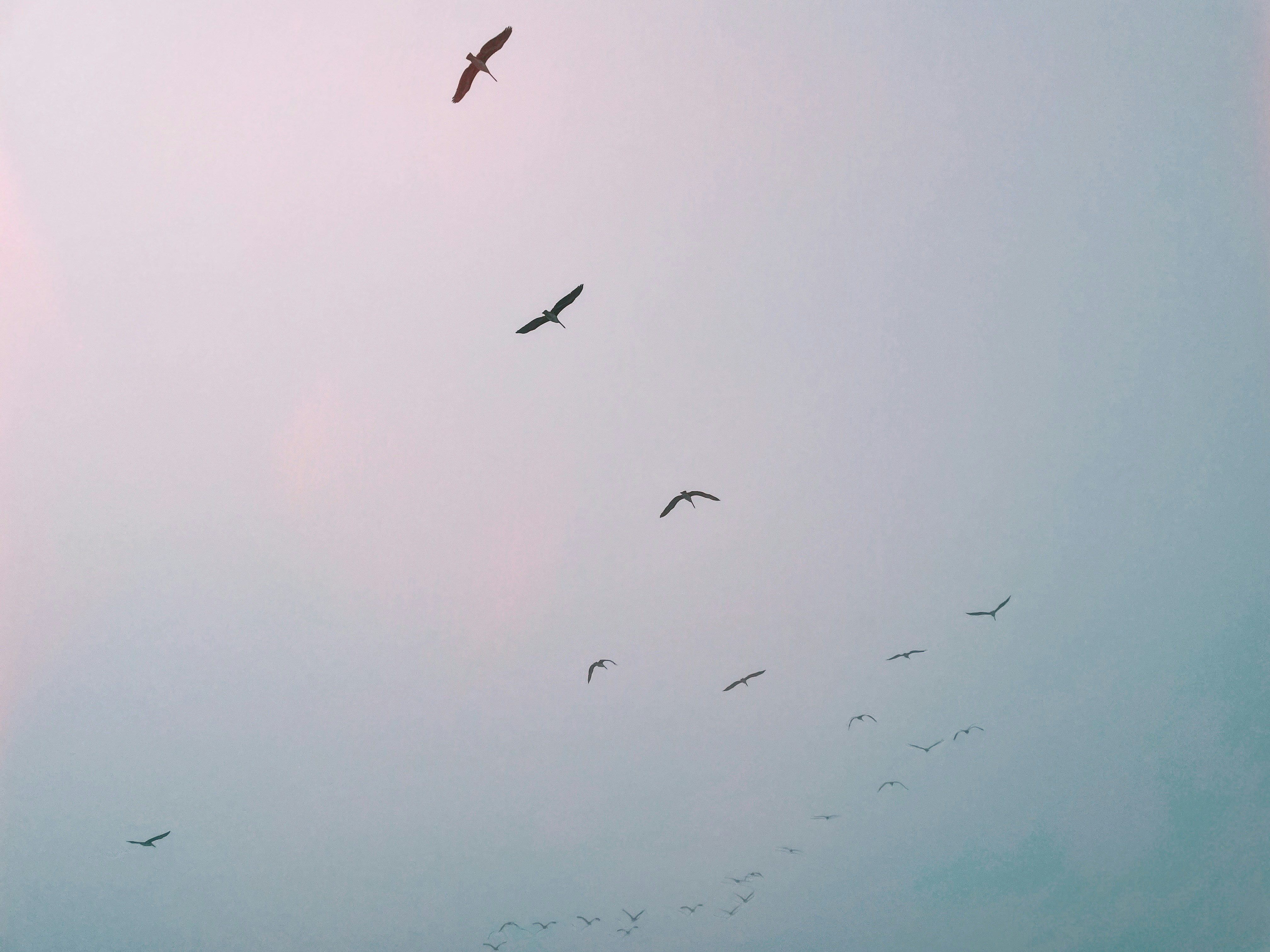birds flying in the sky